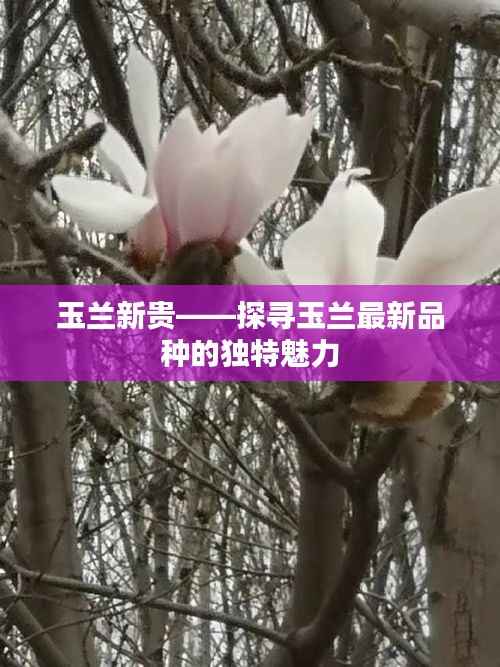 玉兰新贵——探寻玉兰最新品种的独特魅力