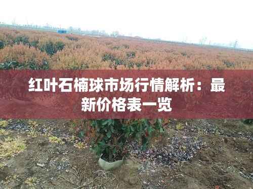 红叶石楠球市场行情解析:最新价格表一览