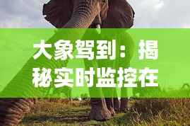 大象驾到:揭秘实时监控在野生动物保护中的应用