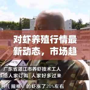 对虾养殖行情最新动态,市场趋势分析与展望