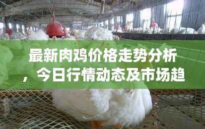 最新肉鸡价格走势分析,今日行情动态及市场趋势解读