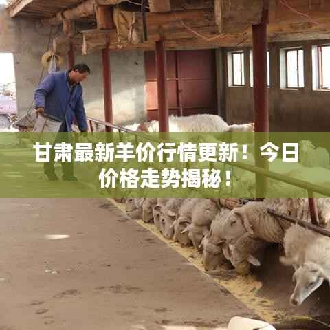 甘肃最新羊价行情更新！今日价格走势揭秘！