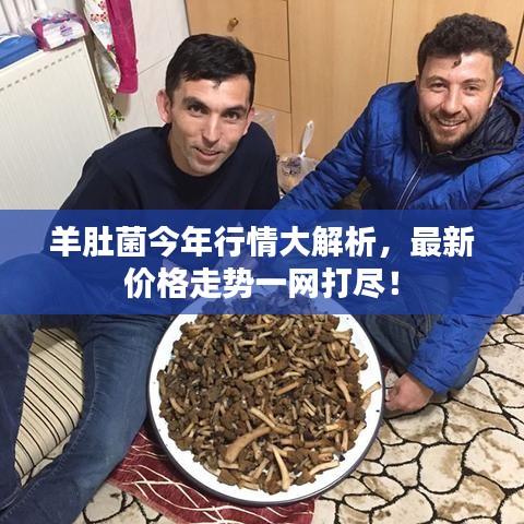 羊肚菌今年行情大解析，最新价格走势一网打尽！