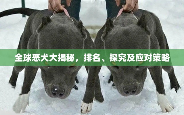 全球恶犬大揭秘，排名、探究及应对策略