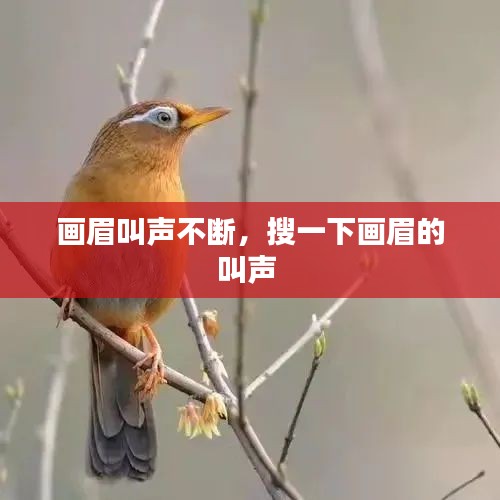 画眉叫声不断，搜一下画眉的叫声 