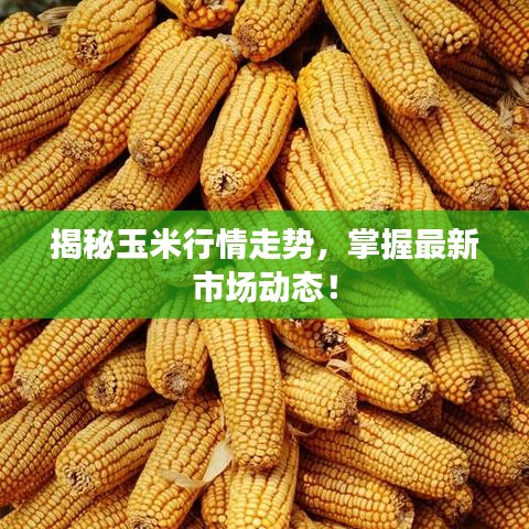 揭秘玉米行情走势,掌握最新市场动态!