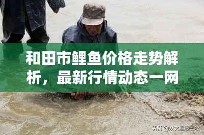 和田市鲤鱼价格走势解析，最新行情动态一网打尽！