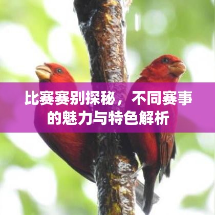比赛赛别探秘，不同赛事的魅力与特色解析