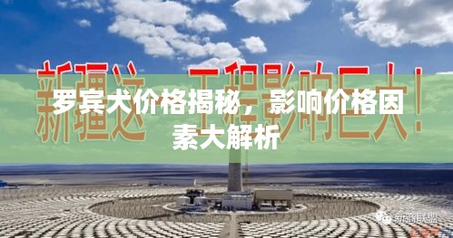 罗宾犬价格揭秘，影响价格因素大解析