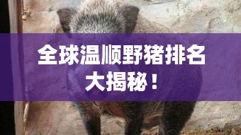 全球温顺野猪排名大揭秘!