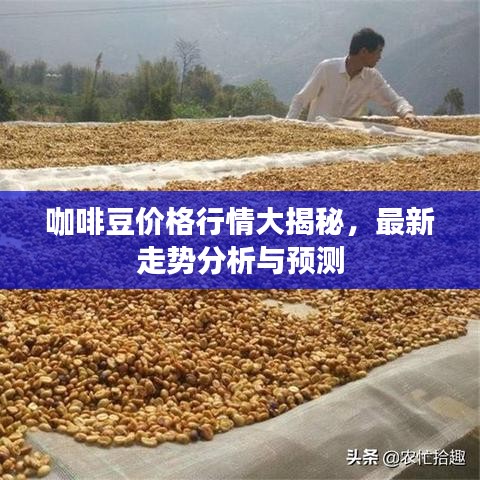 咖啡豆价格行情大揭秘,最新走势分析与预测