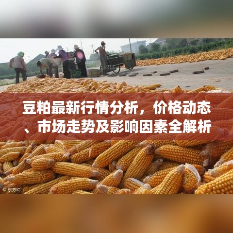 豆粕最新行情分析,价格动态、市场走势及影响因素全解析